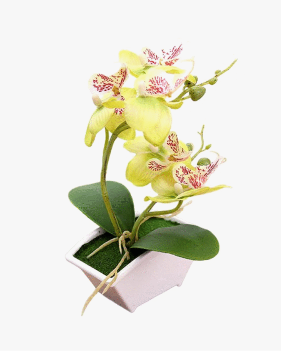 Phalaenopsis Flower Stem Leaves